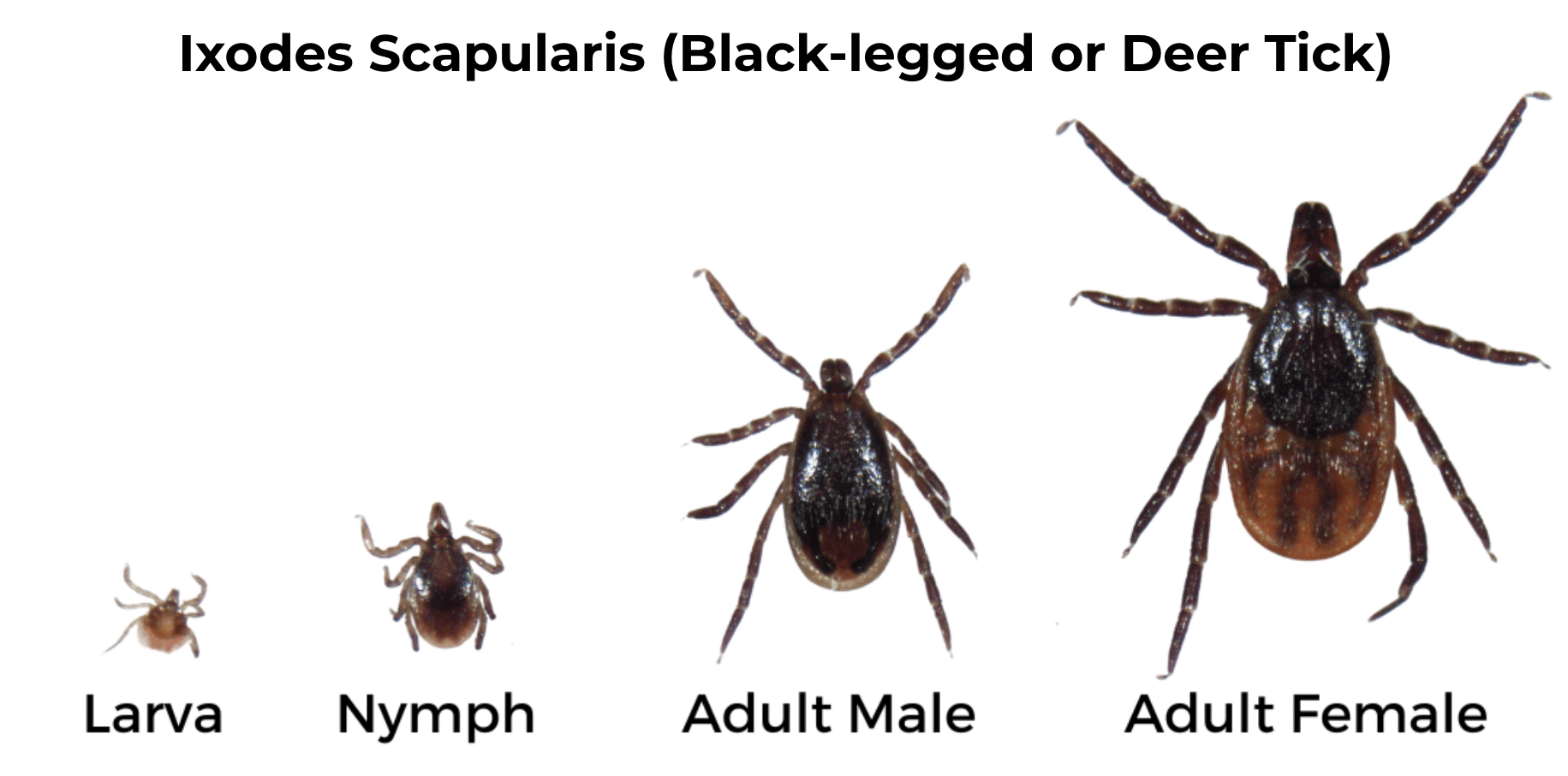 Black-legged or Deer Tick (Ixodes scapularis) life stages
